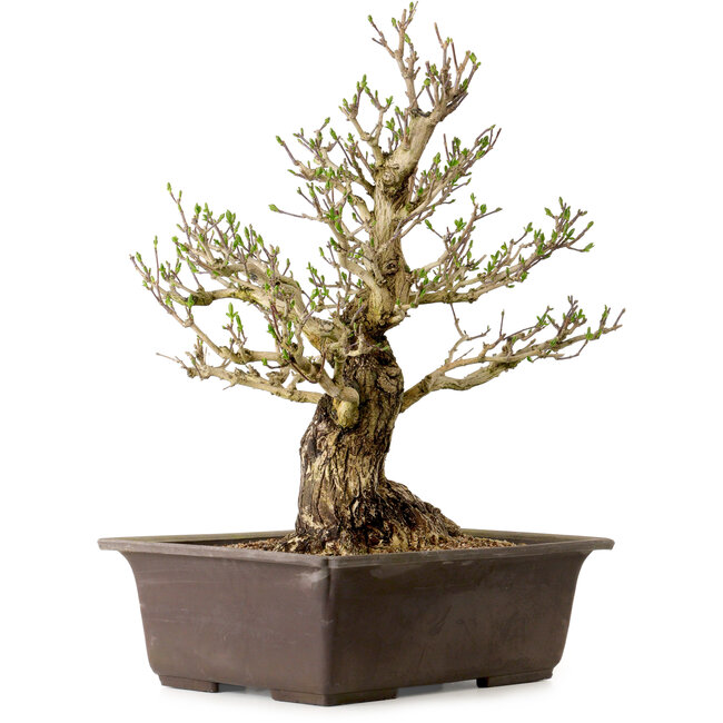 Euonymus alatus, 60 cm, ± 40 años de edad, con un nebari de 25 cm