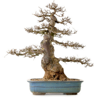 Ulmus parvifolia, 60 cm, ± 40 años de edad