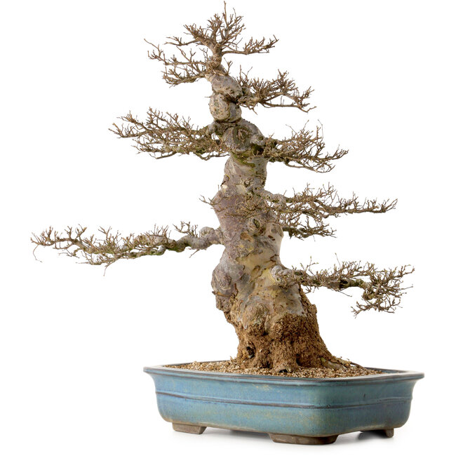 Ulmus parvifolia, 60 cm, ± 40 anni, con nebari di 24 cm