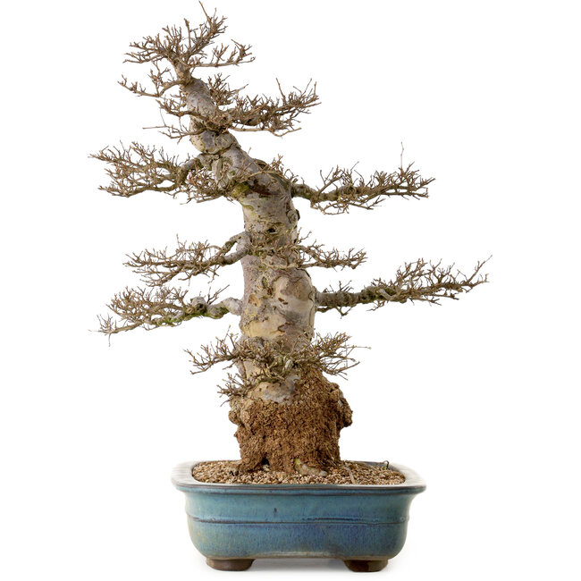 Ulmus parvifolia, 60 cm, ± 40 jaar oud, met een nebari van 24 cm.