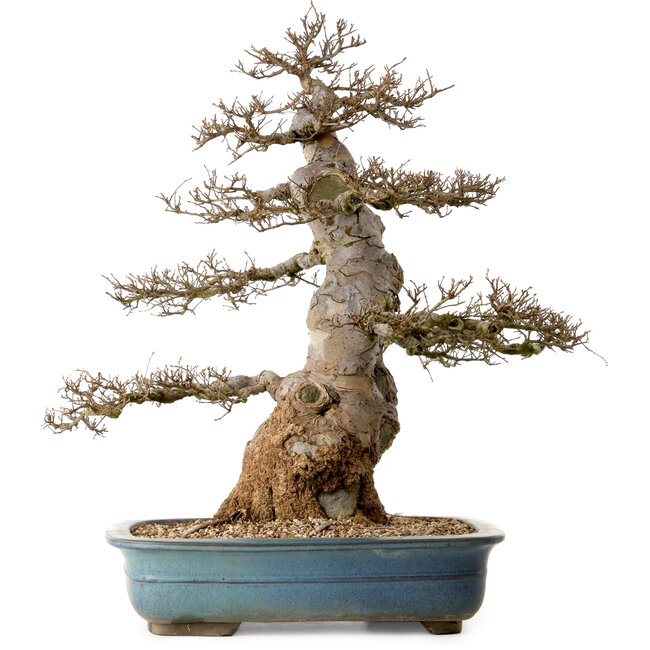 Ulmus parvifolia, 60 cm, ± 40 ans, avec un nebari de 24 cm