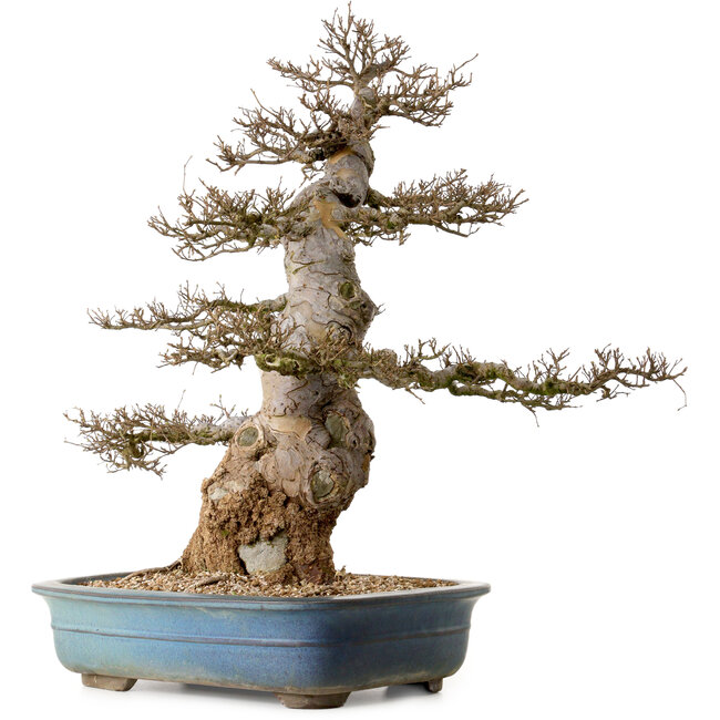 Ulmus parvifolia, 60 cm, ± 40 anni, con nebari di 24 cm