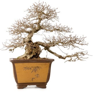 Carpinus coreana, 43 cm, ± 40 Jahre alt
