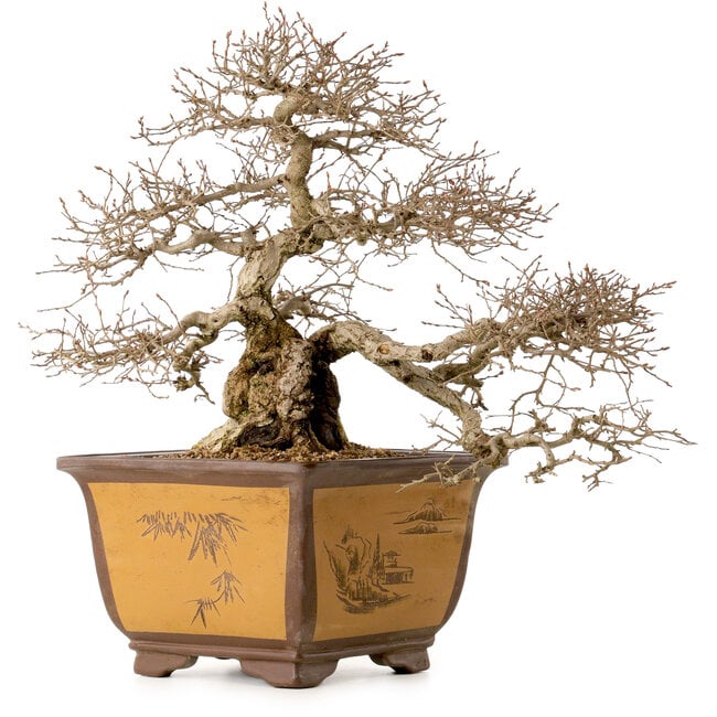 Carpinus coreana, 43 cm, ± 40 anni, con nebari di 17 cm