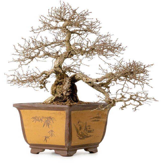 Carpinus coreana, 43 cm, ± 40 years old, with a nebari of 17 cm