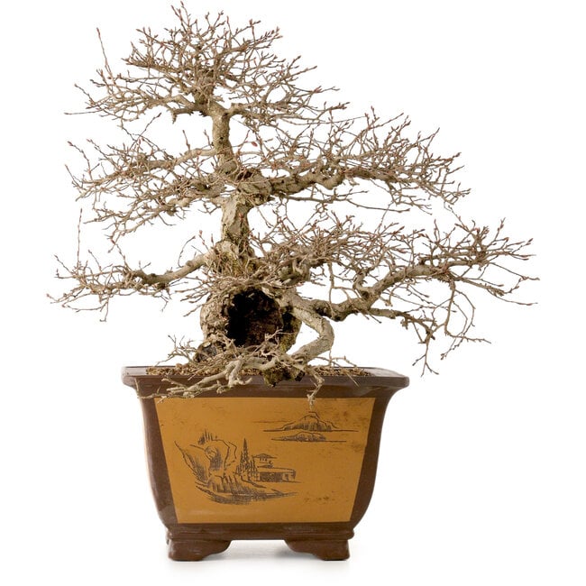 Carpinus coreana, 43 cm, ± 40 anni, con nebari di 17 cm