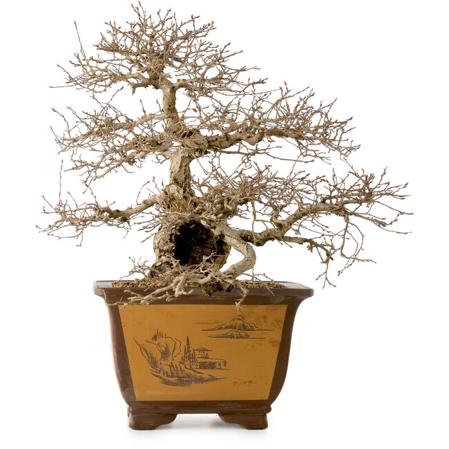 Carpinus coreana, 43 cm, ± 40 years old, with a nebari of 17 cm