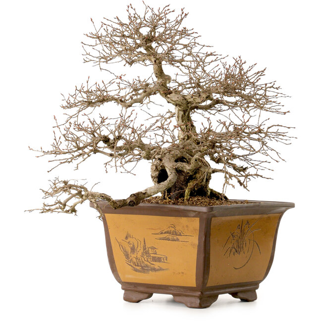 Carpinus coreana, 43 cm, ± 40 years old, with a nebari of 17 cm