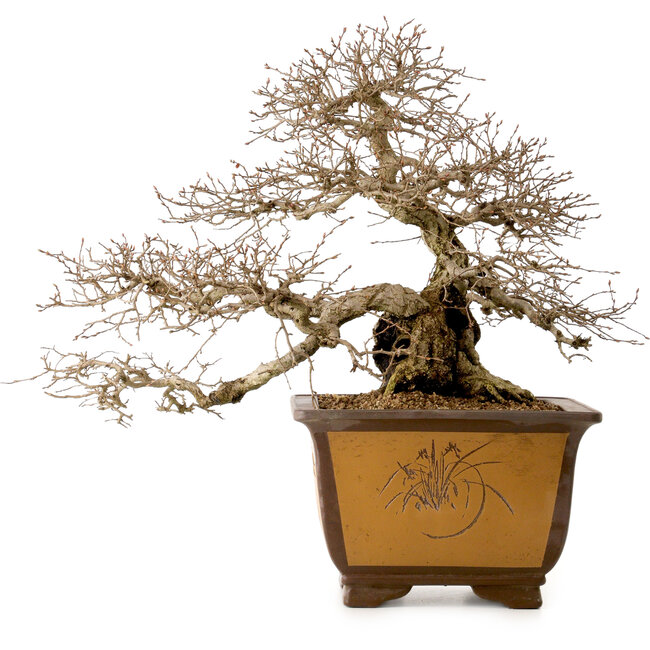 Carpinus coreana, 43 cm, ± 40 Jahre alt, mit einem Nebari von 17 cm