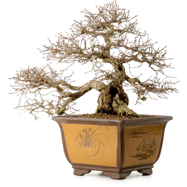 Carpinus coreana, 43 cm, ± 40 años, con un nebari de 17 cm