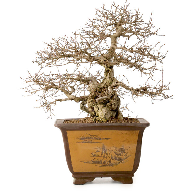 Carpinus coreana, 43 cm, ± 40 Jahre alt, mit einem Nebari von 17 cm