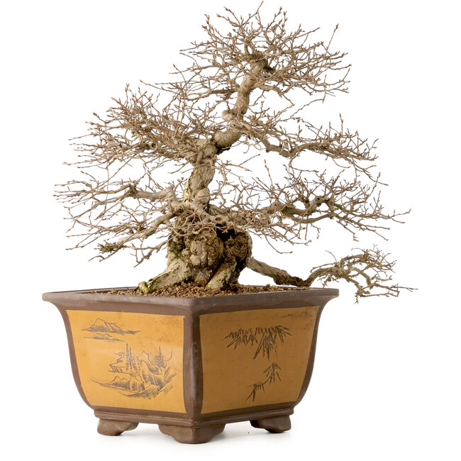 Carpinus coreana, 43 cm, ± 40 años, con un nebari de 17 cm