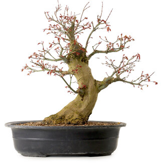 Carpinus coreana, 58 cm, ± 30 jaar oud