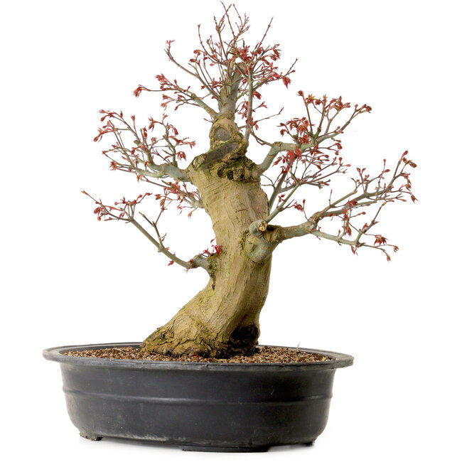 Carpinus coreana, 58 cm, ± 30 años, con un nebari de 23 cm