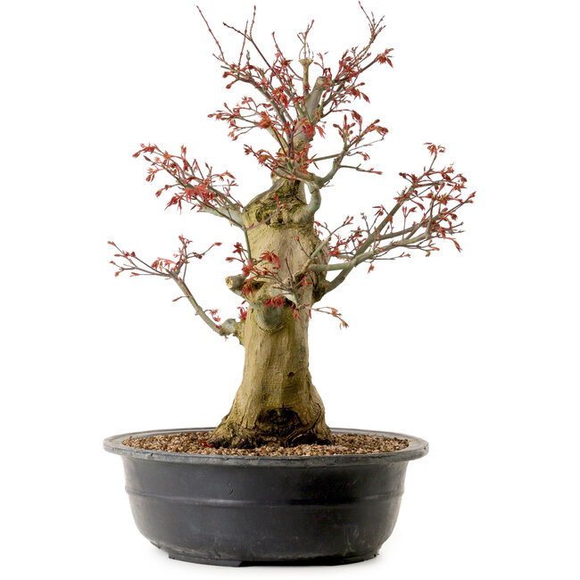 Carpinus coreana, 58 cm, ± 30 ans, avec un nebari de 23 cm