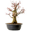 Carpinus coreana, 58 cm, ± 30 anni, con nebari di 23 cm