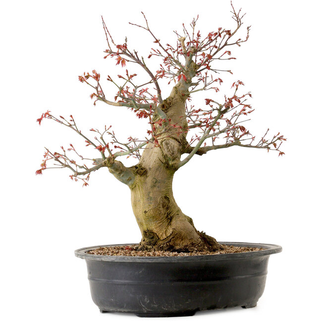Carpinus coreana, 58 cm, ± 30 años, con un nebari de 23 cm