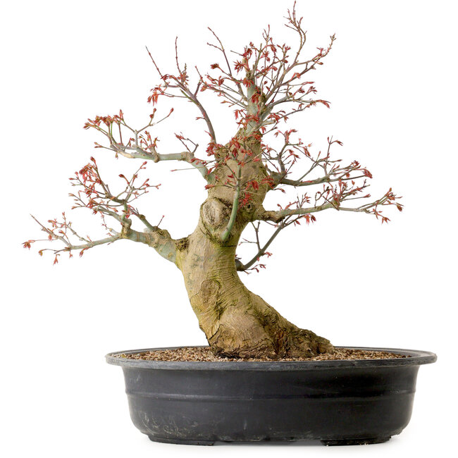 Carpinus coreana, 58 cm, ± 30 años, con un nebari de 23 cm