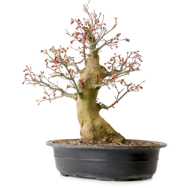 Carpinus coreana, 58 cm, ± 30 years old, with a nebari of 23 cm