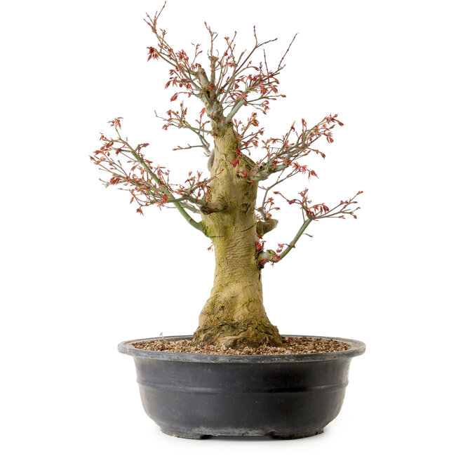 Carpinus coreana, 58 cm, ± 30 ans, avec un nebari de 23 cm