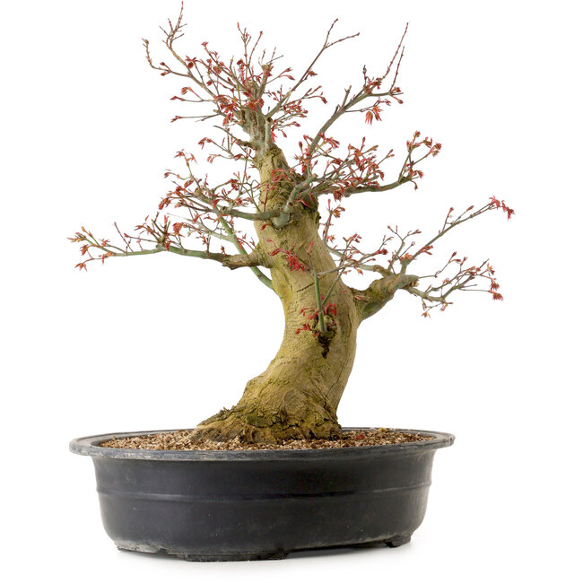 Carpinus coreana, 58 cm, ± 30 ans, avec un nebari de 23 cm