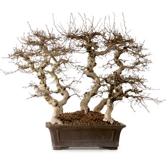 Carpinus coreana, 56 cm, ± 40 anni