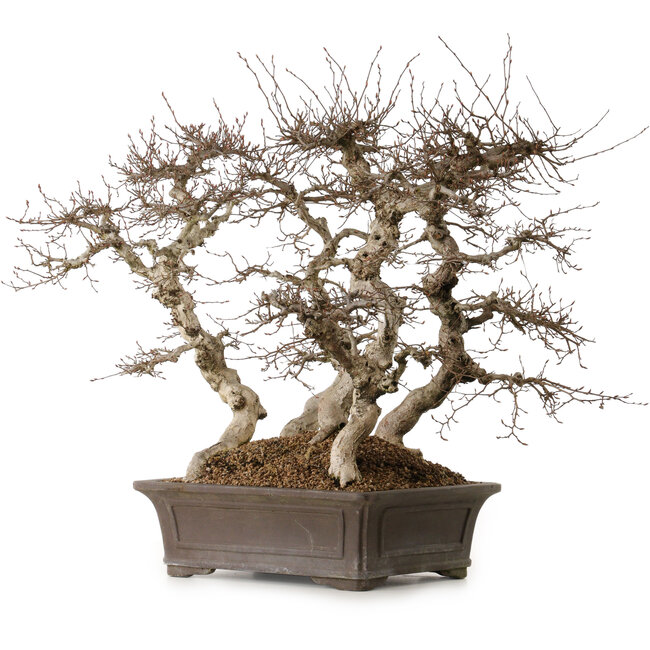 Carpinus coreana, 56 cm, ± 40 ans
