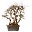 Carpinus coreana, 56 cm, ± 40 Jahre alt