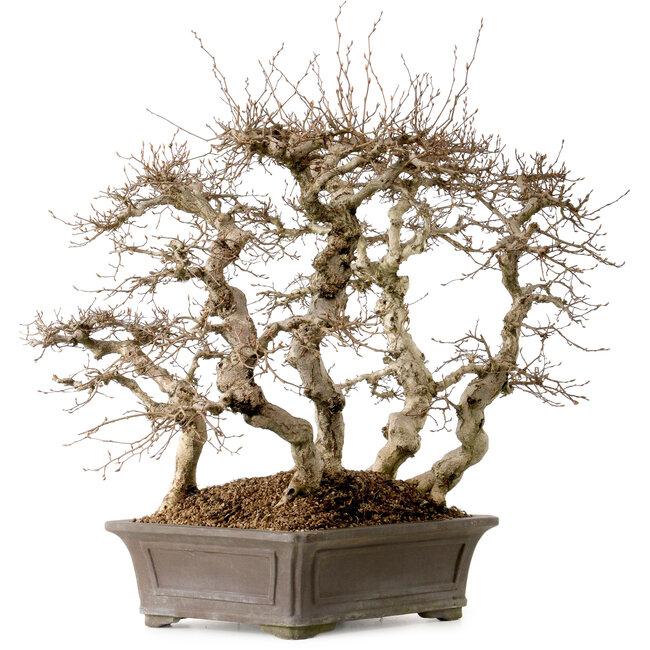 Carpinus coreana, 56 cm, ± 40 Jahre alt