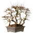 Carpinus coreana, 56 cm, ± 40 Jahre alt