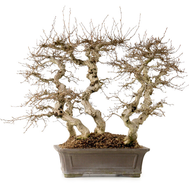 Carpinus coreana, 56 cm, ± 40 Jahre alt