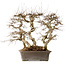Carpinus coreana, 56 cm, ± 40 jaar oud