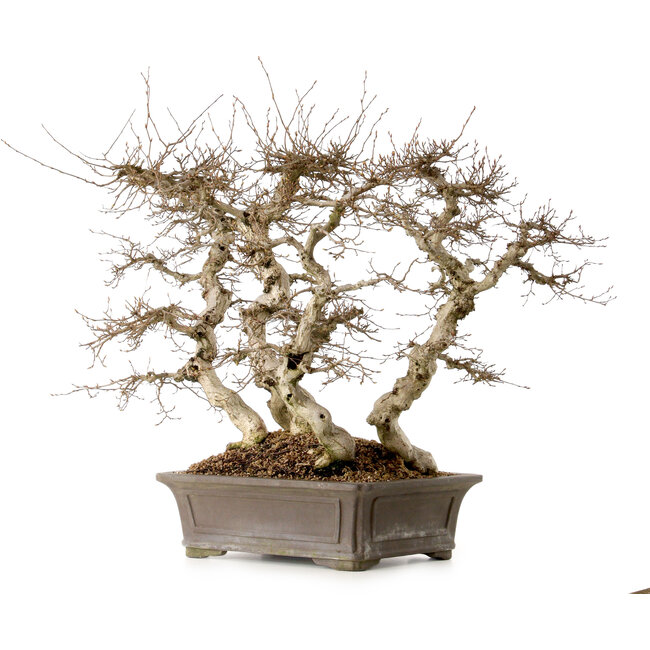 Carpinus coreana, 56 cm, ± 40 anni