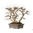 Carpinus coreana, 56 cm, ± 40 Jahre alt