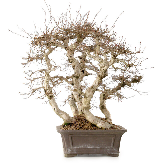 Carpinus coreana, 56 cm, ± 40 años