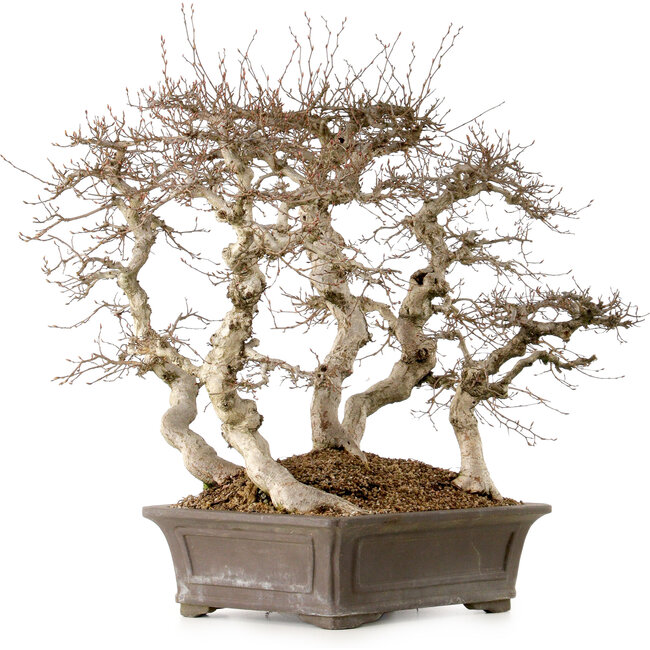 Carpinus coreana, 56 cm, ± 40 jaar oud