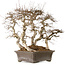 Carpinus coreana, 56 cm, ± 40 years old