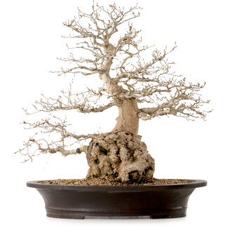 Carpinus coreana, 60 cm, ± 40 años