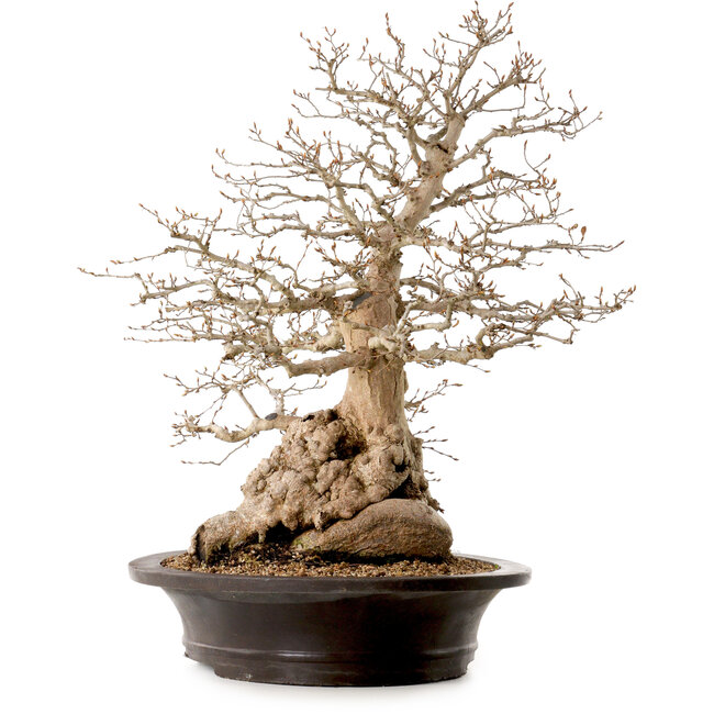 Carpinus coreana, 60 cm, ± 40 jaar oud, met een nebari van 23 cm