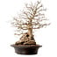 Carpinus coreana, 60 cm, ± 40 ans, avec un nebari de 23 cm