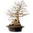 Carpinus coreana, 60 cm, ± 40 Jahre alt, mit einem Nebari von 23 cm