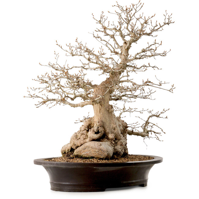 Carpinus coreana, 60 cm, ± 40 years old, with a nebari of 23 cm