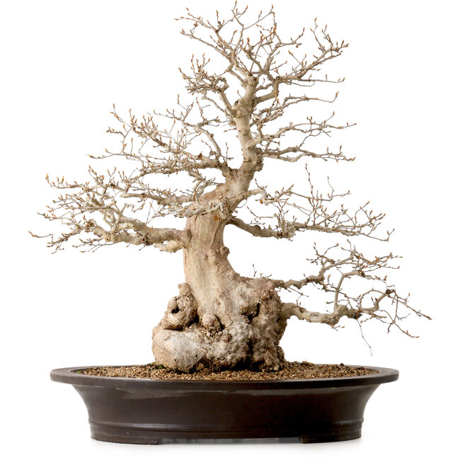Carpinus coreana, 60 cm, ± 40 Jahre alt, mit einem Nebari von 23 cm