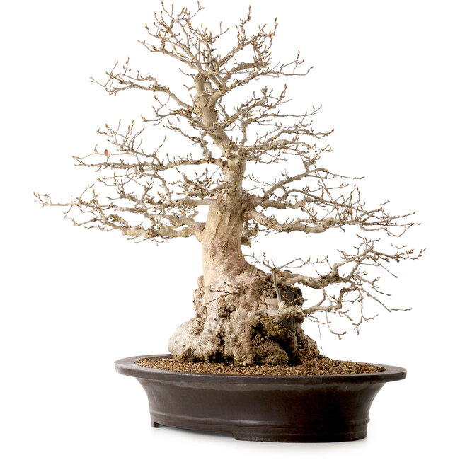 Carpinus coreana, 60 cm, ± 40 anni, con nebari di 23 cm