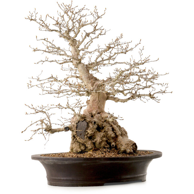Carpinus coreana, 60 cm, ± 40 ans, avec un nebari de 23 cm