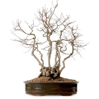 Carpinus coreana, 70 cm, ± 35 Jahre alt