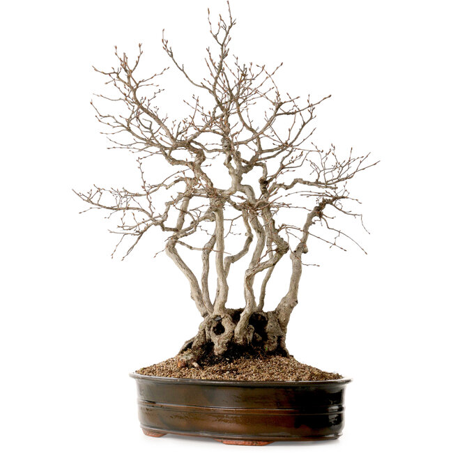 Carpinus coreana, 70 cm, ± 35 ans, avec un nebari de 20 cm