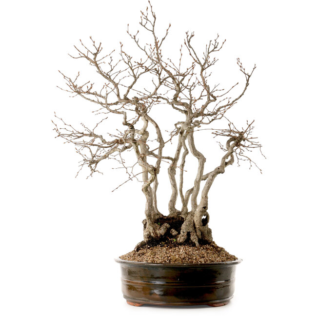 Carpinus coreana, 70 cm, ± 35 years old, with a nebari of 20 cm