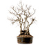 Carpinus coreana, 70 cm, ± 35 years old, with a nebari of 20 cm