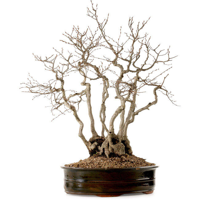 Carpinus coreana, 70 cm, ± 35 Jahre alt, mit einem Nebari von 20 cm